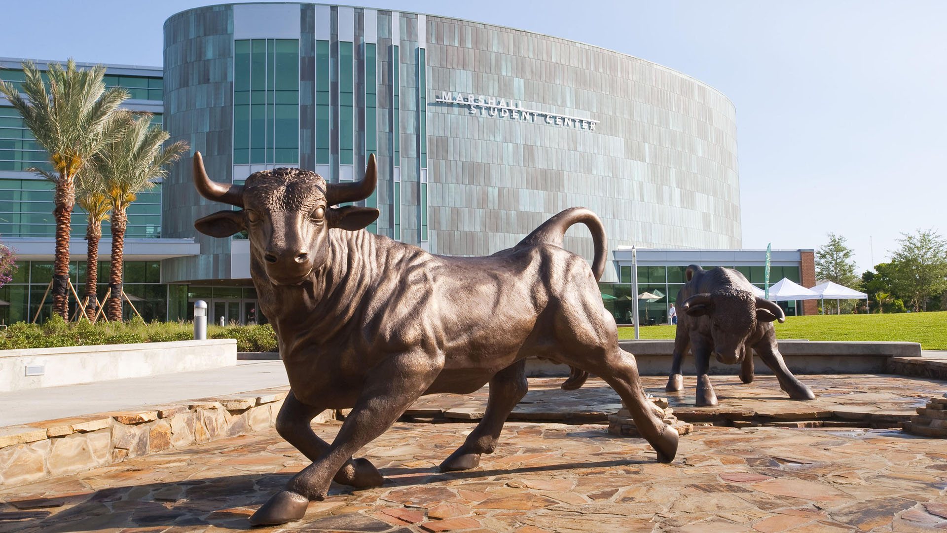 The University of South Florida, home of the Bulls, Tampa, FL